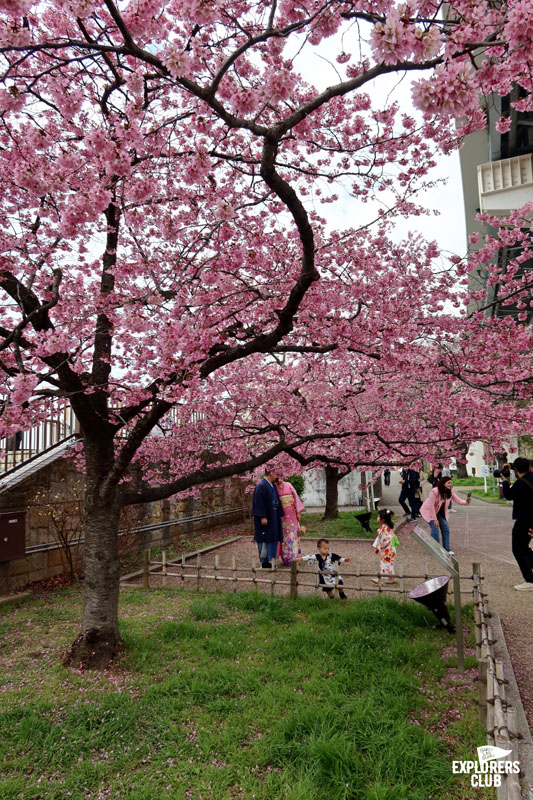 สวนสาธารณะซุมิดะ Sumida Park สวนขึ้นชื่อที่ตั้งอยู่ริมสองฝั่งแม่น้ำซุมิดะ (Sumida River) แม่น้ำสายสำคัญที่ไหลผ่ากลางใจเมืองโตเกียว ซึ่งในช่วงเวลานี้เป็นฤดูที่ดอกซากุระกำลังเริ่มผลิบานต้อนรับนักท่องเที่ยวพอดิบพอดี