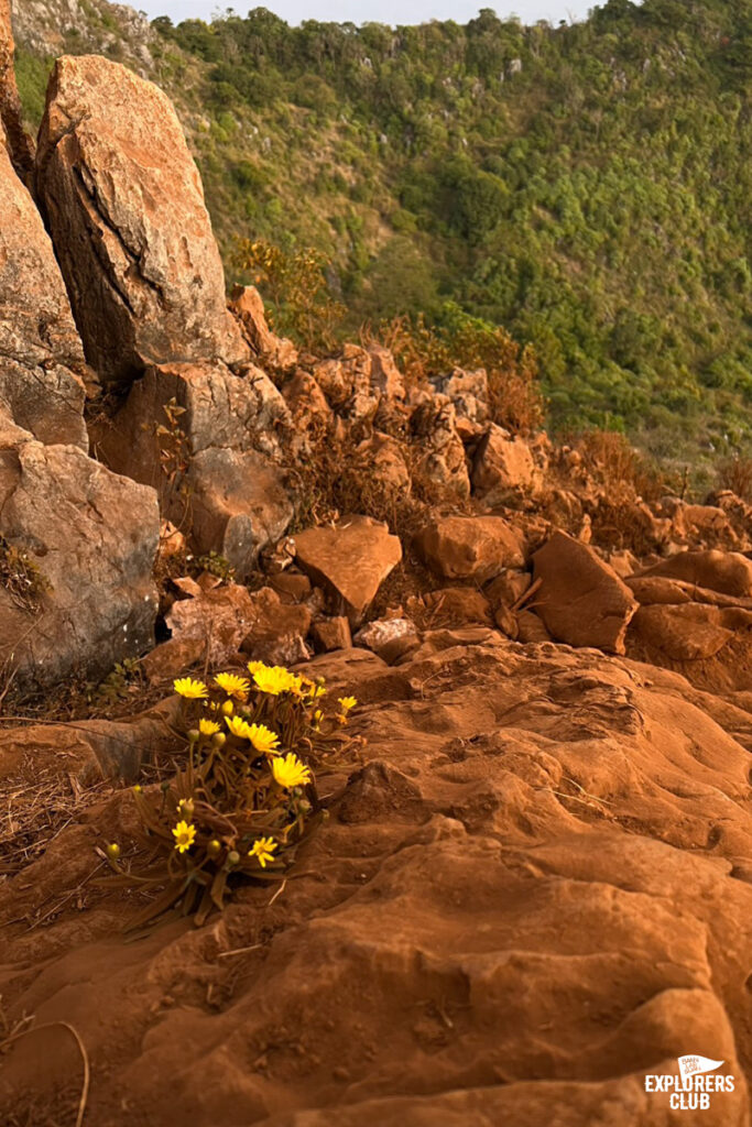 เชียงดาว