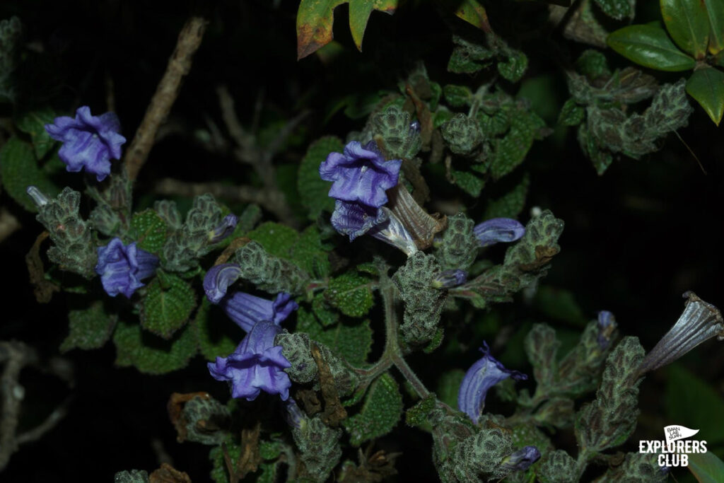 เชียงดาว