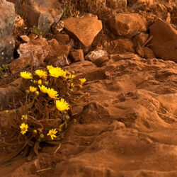 เชียงดาว