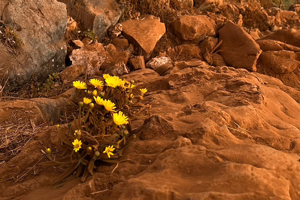 ดอกไม้หิมาลัย ที่ เชียงดาว