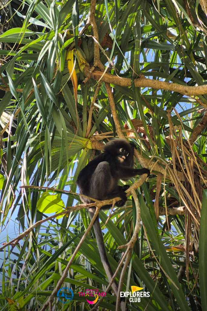 ค่างแว่น