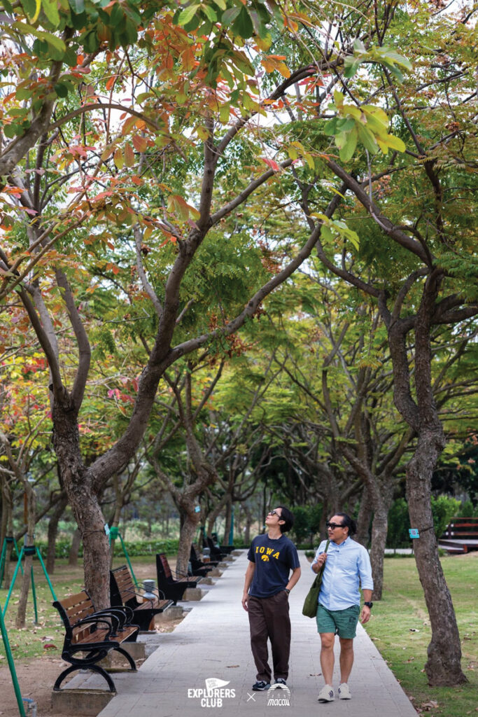 taipa